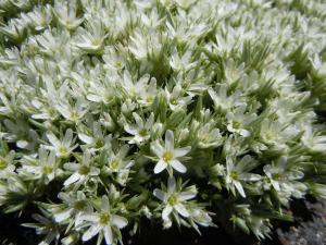 Arenaria franklinii