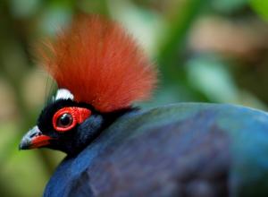 Crested partridge