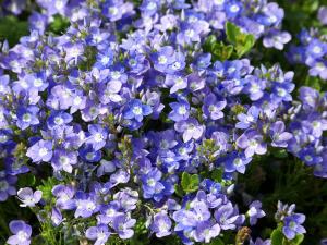 Turkish Speedwell