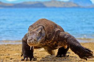 Dragón de Komodo