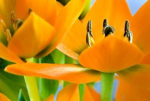 Ornithogalum