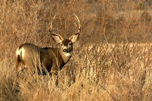 Mule deer