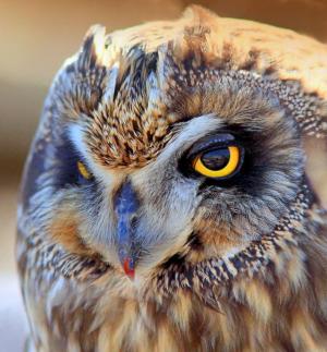 Short-eared owl