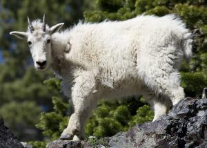 Mountain goat