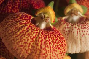 Calceolaria