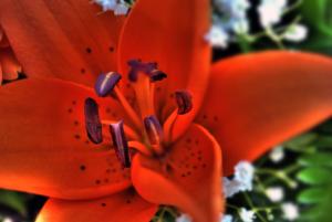 Orange lily