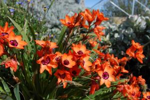 Sparaxis elegans