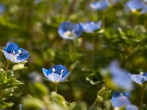 Polemonium