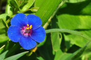 Scarlet pimpernel