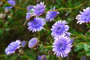 Globularia alypum