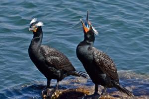 Double-crested cormorant