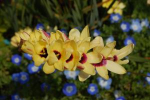 Ixia híbrida