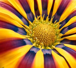 Gazania