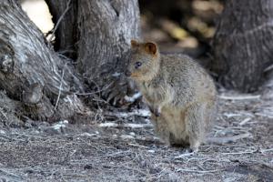 Quokka