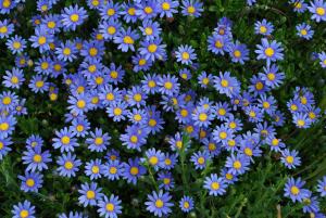 Blue daisy