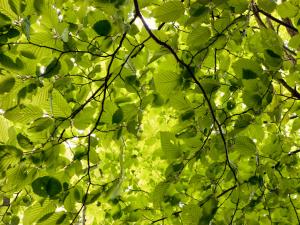 European Hornbeam