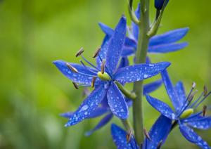 Camassia