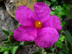 Rockrose