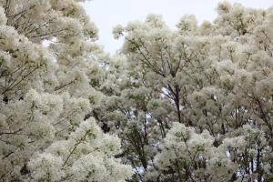 Chionanthus retusus