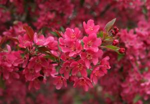 Crabapple