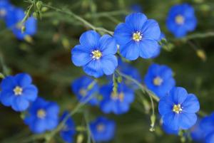 Linum lewisii