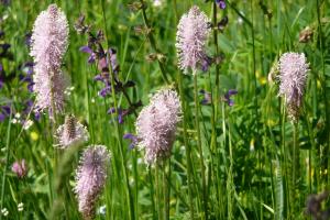 English plantain