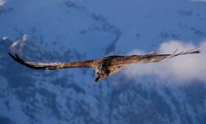 Bearded vulture