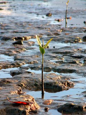 Mangrove seedling