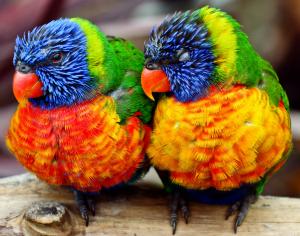 Lorikeets