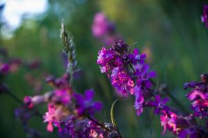 Silene viscaria