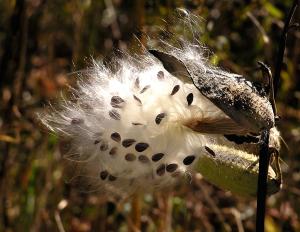  Milkweed