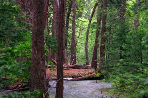 California incense cedar