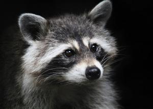 Raccoon