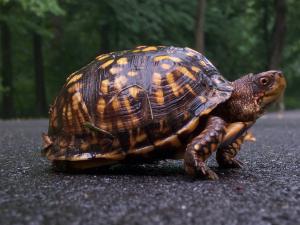 Tortuga de caja