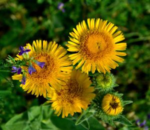 Inula helenioides