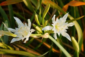 Sea daffodil