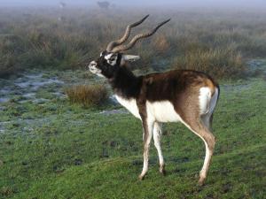 Blackbuck