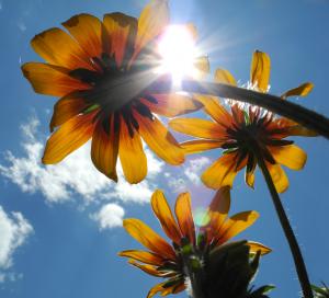 Black-eyed Susan