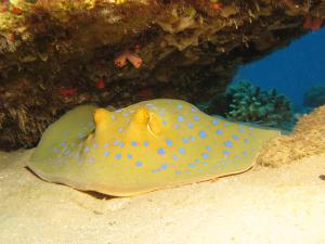 Bluespotted stingray