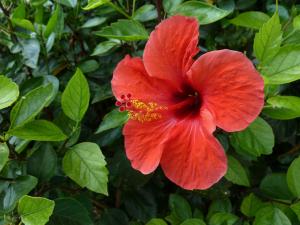 Chinese hibiscus