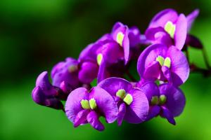 Hardenbergia