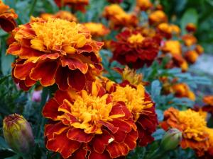 French marigold