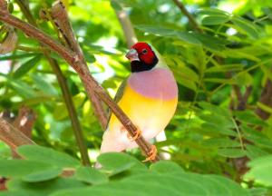 Gouldian finch