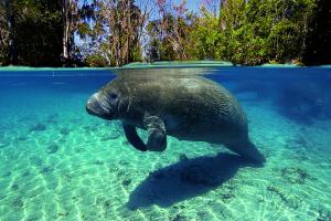 Dugong