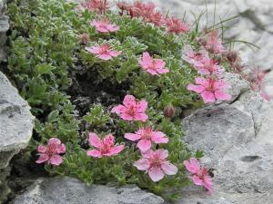 Potentilla nitida