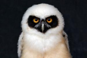 Spectacled owl