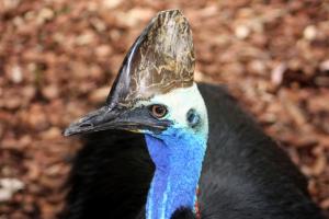 Cassowary