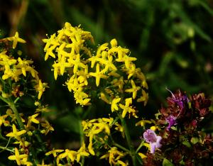 Lady's Bedstraw