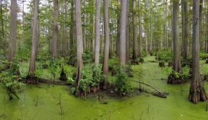 Bald cypress