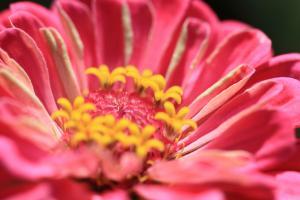 Elegant zinnia